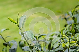 Young shoots of green tea leaves in the morning before harvesting. The green tea harvested in taste and value from the young