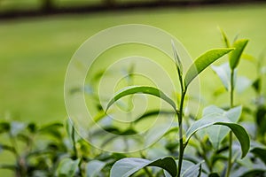 Young shoots of green tea leaves in the morning before harvesting. The green tea harvested in taste and value from the young