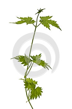 Young shoots of hops, isolated on white background