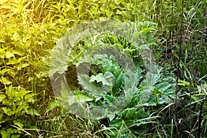 Young shoots leaves of Heracleum on the land. Shoots of Sosnowski`s Hogweed in the sunlight