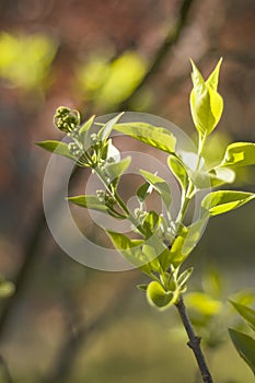 Young shoots of lilac leaves. Formation of flower buds.