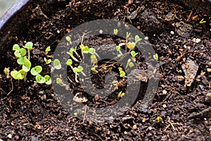 Young shoots, little sprouts of the Basilica. Close-up of microgreens of aromate spice. Culturedness aromatic herbs in