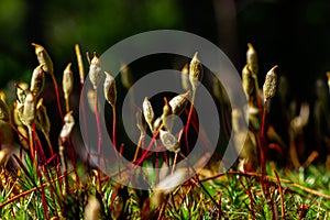 young shoots making their way through the moss. Bright saturated colors, summer forest of Siberia