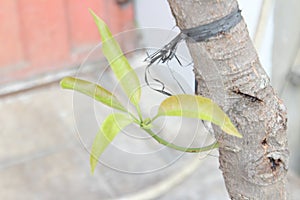 Young shoots of mango fruit plants