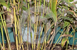 The Young Shoots of Mosso Bamboo: A Close-Up View photo