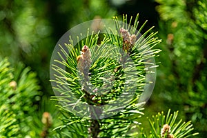 Young shoots of mountain pine Pinus mugo Pumilio. Small and fluffy. Sunny day in spring garden