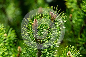 Young shoots of mountain pine Pinus mugo Pumilio. Small and fluffy. Sunny day in spring garden photo