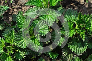 Young shoots of nettle