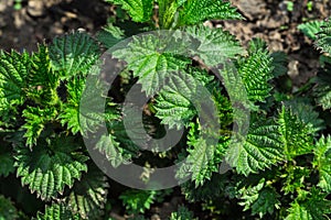 Young shoots of nettle