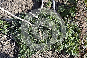Young shoots of nettle in spring in garden