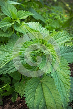 Young shoots of nettles on the field