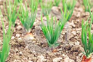 Young shoots of onion sevka close-up. Beds with young onions, rows of green onions