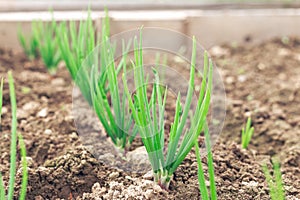 Young shoots of onion sevka close-up. Beds with young onions, rows of green sprouts