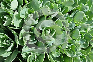 Young shoots of orpine Sedum telephium. Beautiful green plants. Nature background