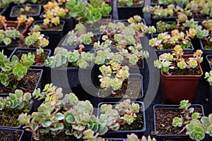 Young shoots of orpine Sedum telephium, live forever, livelong, stonecrop.