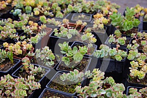 Young shoots of orpine Sedum telephium, live forever, livelong, stonecrop.