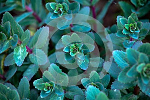 Young shoots of orpine Sedum telephium, live forever, livelong, stonecrop in summer cottage garden