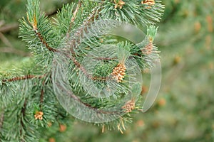 shoots of pine in early spring