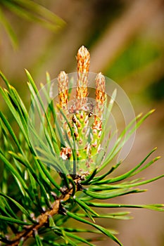 Young shoots of pine tree