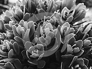 young shoots of the plant Sedum telephium photo