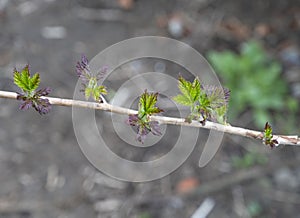 Young shoots of rasberry