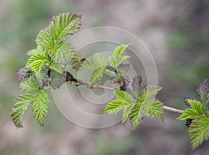 Young shoots of rasberry