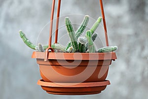 Young shoots rat tail cactus hang in flowerpot in nursery-garden.