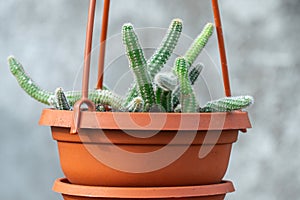 Young shoots rat tail cactus hang in flowerpot in nursery-garden.