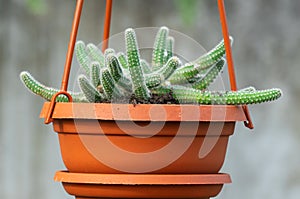 Young shoots rat tail cactus hang in flowerpot in nursery-garden.