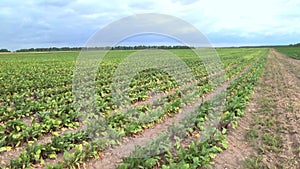 young shoots of red beet on the field