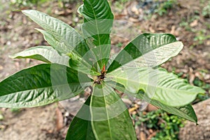 Young shoots of the rose apple tree