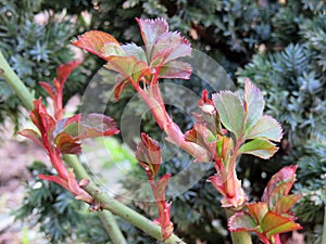 Young shoots of a rose close up