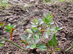 Young shoots of a rose close up