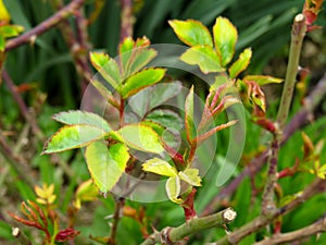 Young shoots of a rose close up