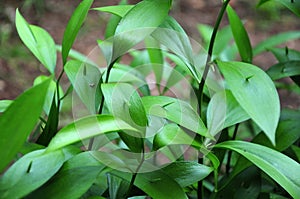 Young shoots of ruscus hypoglossum