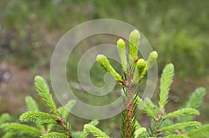 Young shoots of a small forest spruce tree close-up