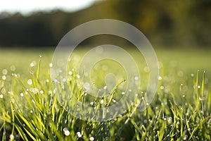 Young shoots of spring wheat with dew in a field. Dawn over a field with crops