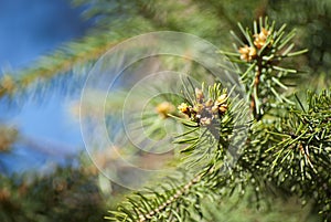 Young shoots of spruce