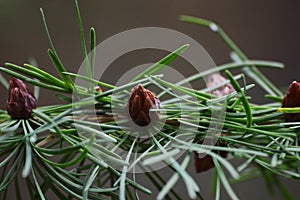 Young shoots of spruce cones. In spring, spruce cone `flowers` bloom on spruce.