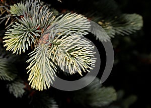 Young shoots of spruce. Spruce branches for the background. Twigs on a blurry background