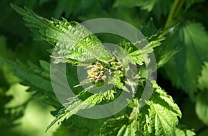 Young shoots of stinging nettle