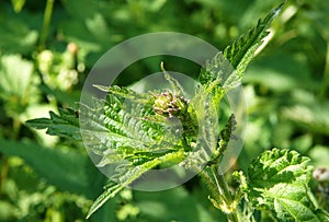 Young shoots of stinging nettle