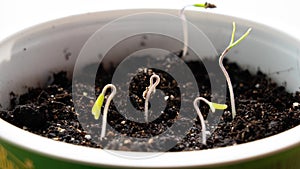 Young shoots straighten the stems and are drawn to the light. Time lapse macro shot of young green tomato shoots