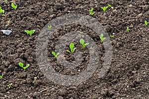 Young shoots of sugar beet