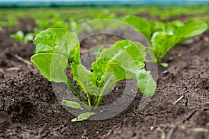 Young shoots of sugar beet