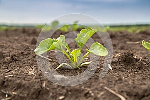 Young shoots of sugar beet