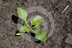 Young shoots of sugar beet leaves closeup