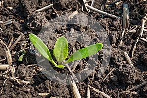 young shoots of sugar beet at spring time