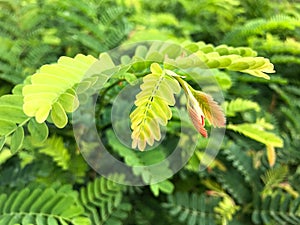 Young shoots of tamarind leaves with a natural green,