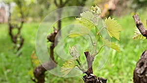 Young shoots on vine branches in spring. Agriculture.